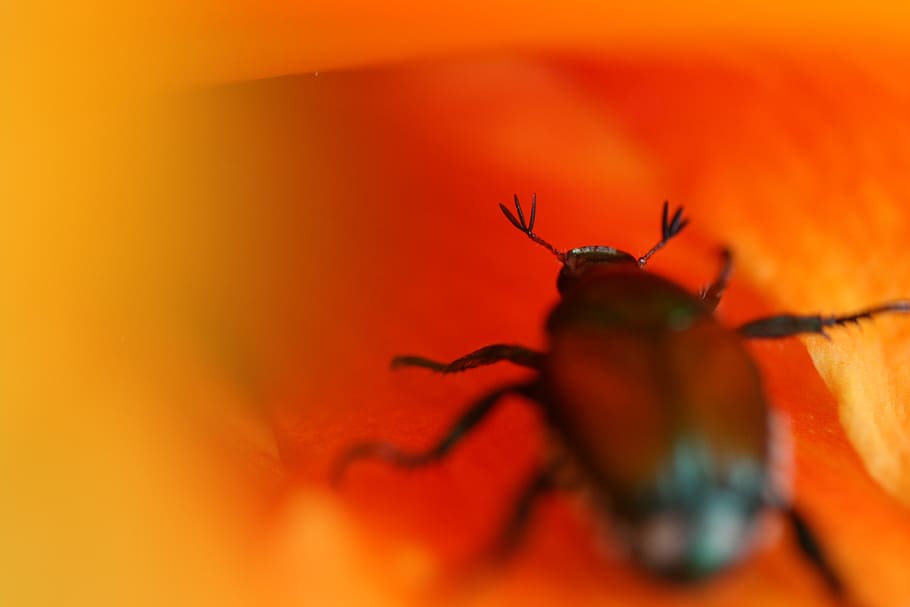 beetle, macro, flower, insect, close up, bug, plants, floral, animal, nature