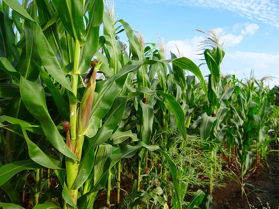 Vista de maizal, maíz, cultivo, agricultura, granja, campo, india, crecimiento, planta, color verde