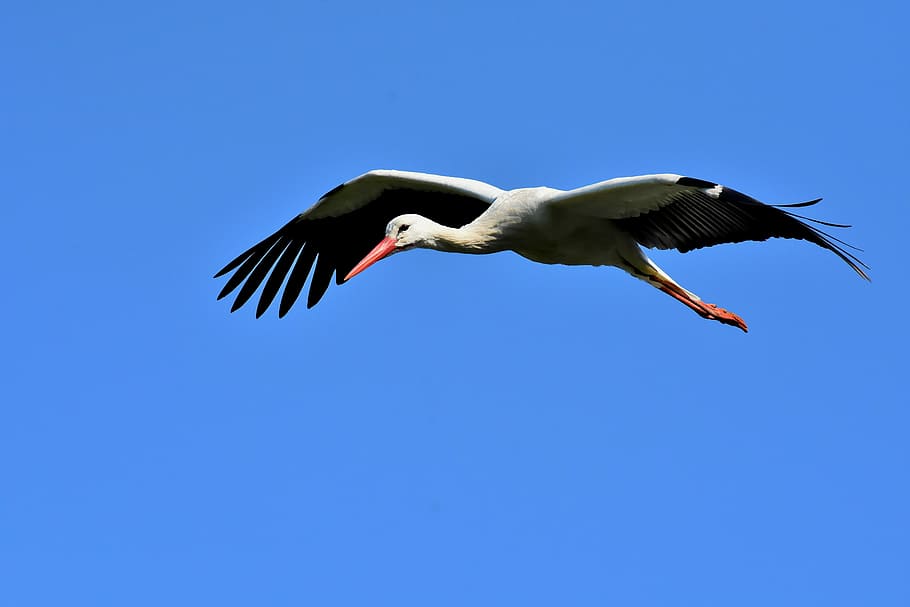 bird, flying, sky, stork, fly, wing, birds, plumage, nature, animals