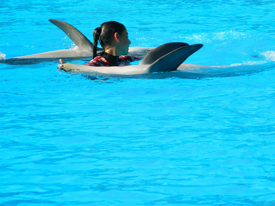 animals, dolphin, marine mammal, zoo, dolphinarium, water, waterfront, one person, real people, leisure activity