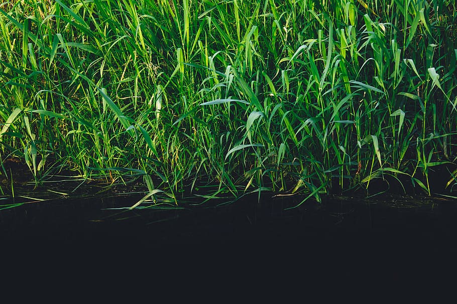 green grass, green, tall, grasses, water, daytime, plants, reeds, grass, river