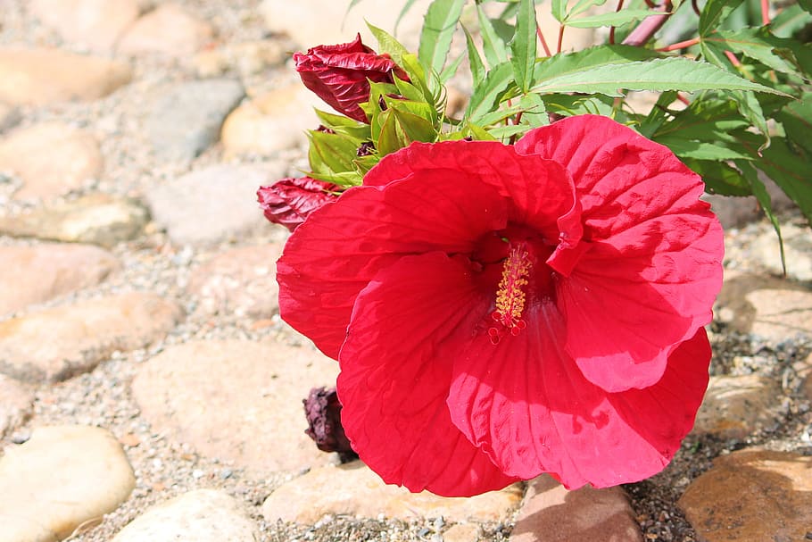 hibiscus, giant hibiscus, red, blossom, bloom, flower, hibiscus flower, flowering plant, plant, beauty in nature