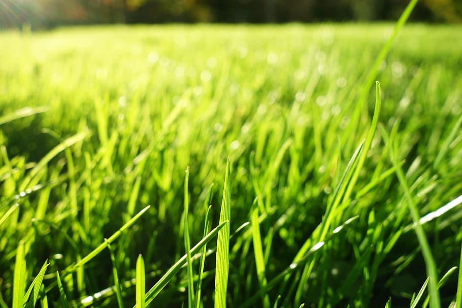 green grass, grass, grass blades, lawn, bokeh, growth, ground covering, macro, green color, plant