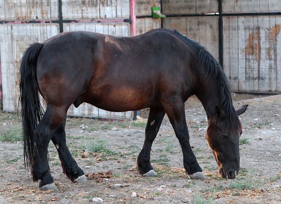 black, horse, eating, grass, stallion, animal, equine, equestrian, mammal, farm