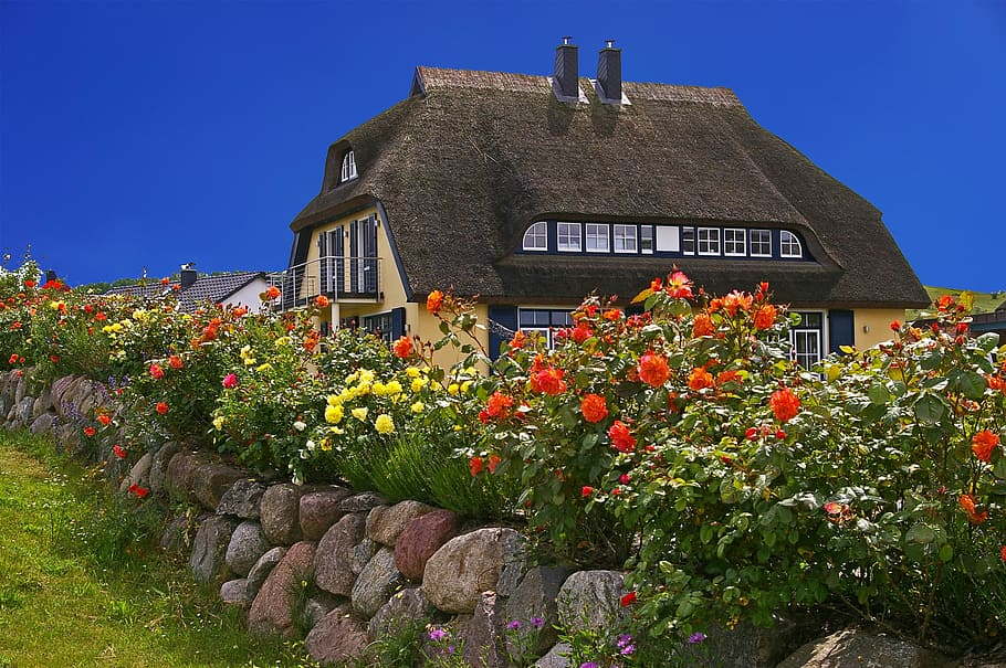 house, surrounded, flower bush, clear, day sky, Rügen, Island, Thatched, Rügen Island, rügen, island
