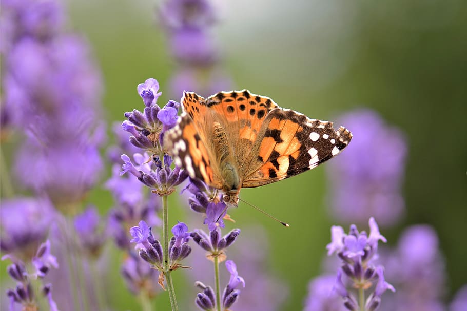 macro fotografia, pintado, senhora borboleta, flor, borboleta, lavanda, planta, inseto, violeta, natureza