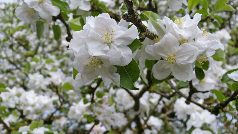 apple tree, blossom, bloom, nature, tree, apple blossom, white, apple tree flowers, close up, garden