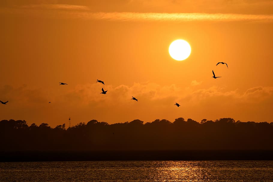 flying, birds silhouette, golden, hour, sunset, florida, birds, avian, pelicans flying, sky