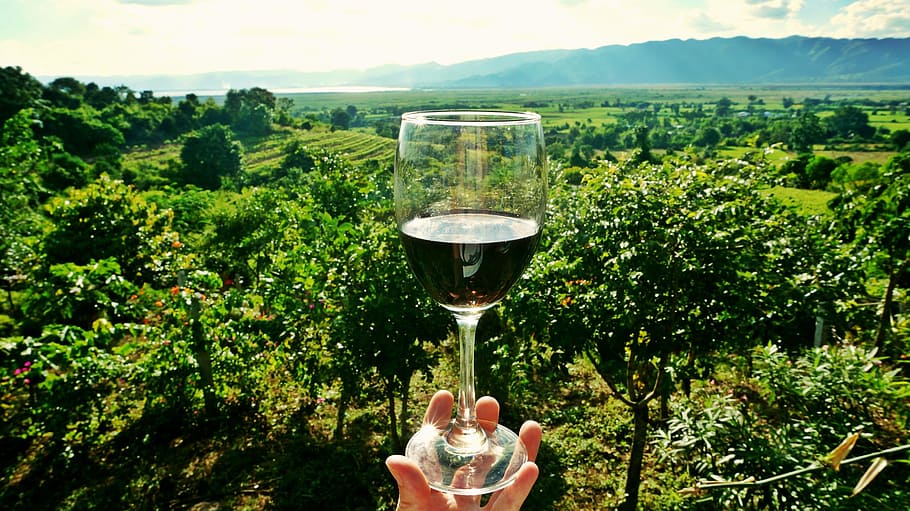 person, holding, wine glass, Wine, Vineyard, Drink, Winery, Alcohol, vine, grape