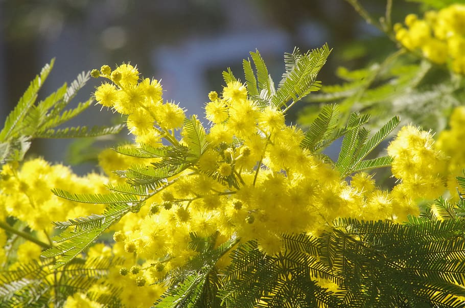 mimosa, flowers, yellow, 8 march, yellow flower, plant, flower, beauty in nature, growth, flowering plant