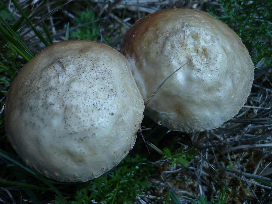 mushroom, agaric, white, heads, black-and-brown leaves, under the hat, often confusion, with mushrooms, spicy, smell