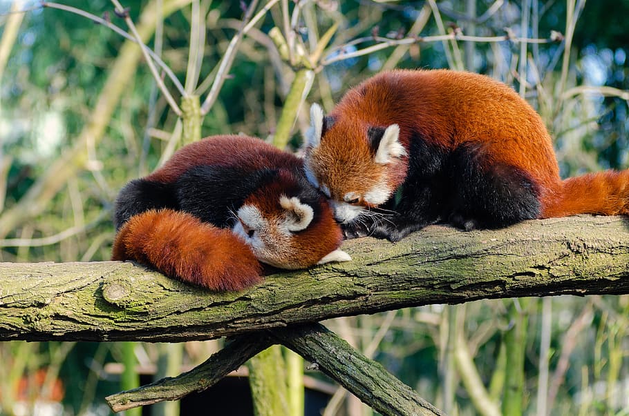 Despierta, abrazo, dos, pandas, durmiendo, rama, durante el día, temas de animales, fauna animal, animales salvajes