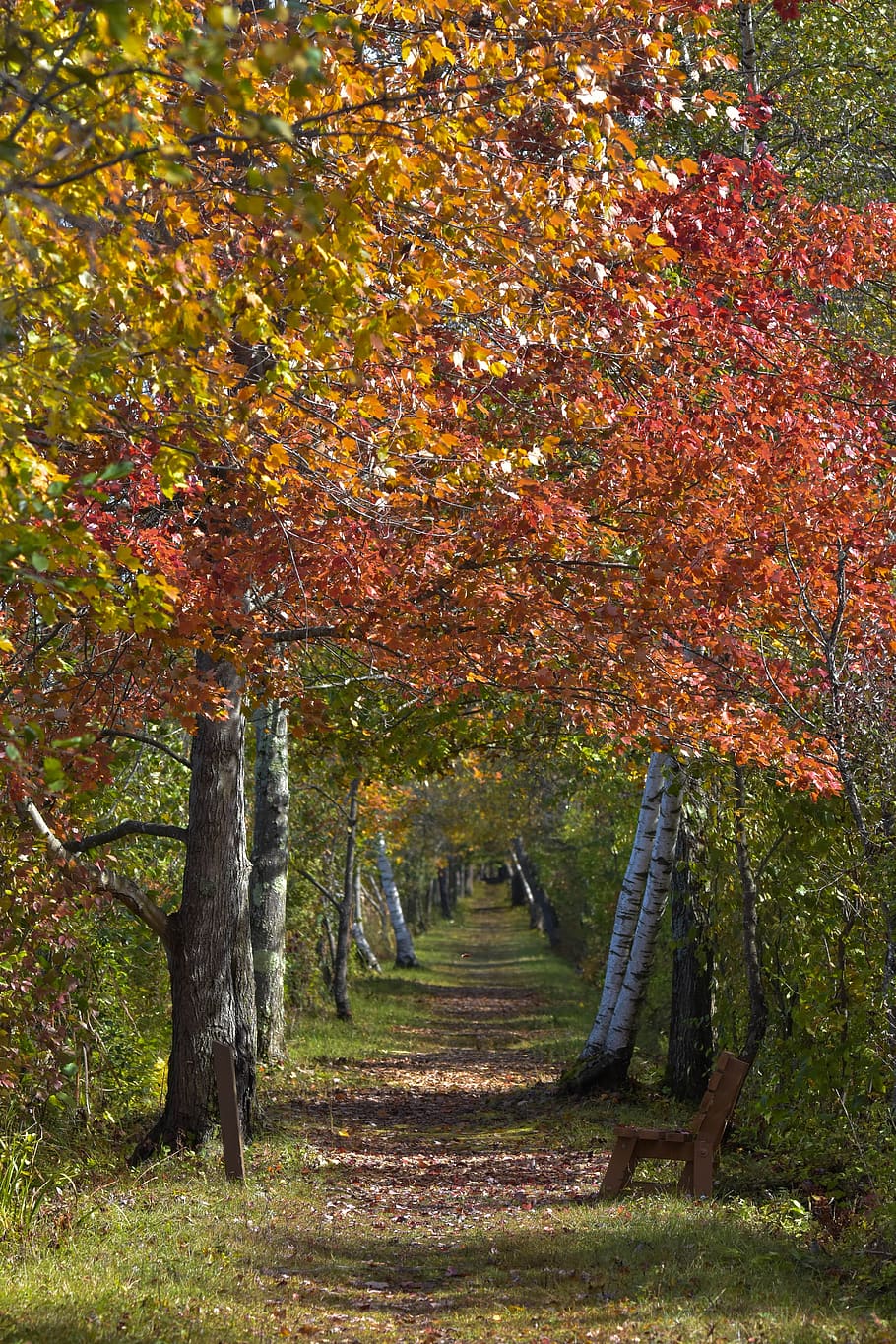 landscape, autumn, path, foliage, nature, vertical, upstate new york, seasonal, tree, plant