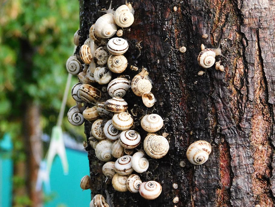 caracoles, snail, conch, caracol, tree, family, animal wildlife, shell, tree trunk, close-up