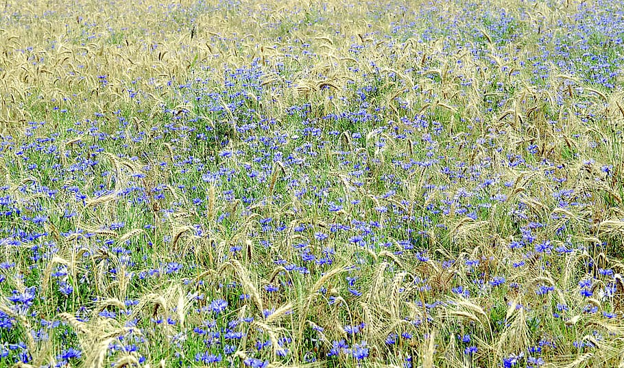 cornflower, bluebottle, field, rye, wheat, corn, blue, flower, the background, green