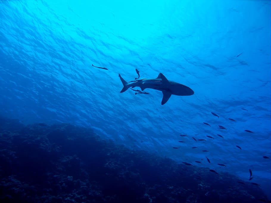 gray shark underwater, shark, great barrier reef, underwater, reef, sea, fish, tropical, marine, scuba
