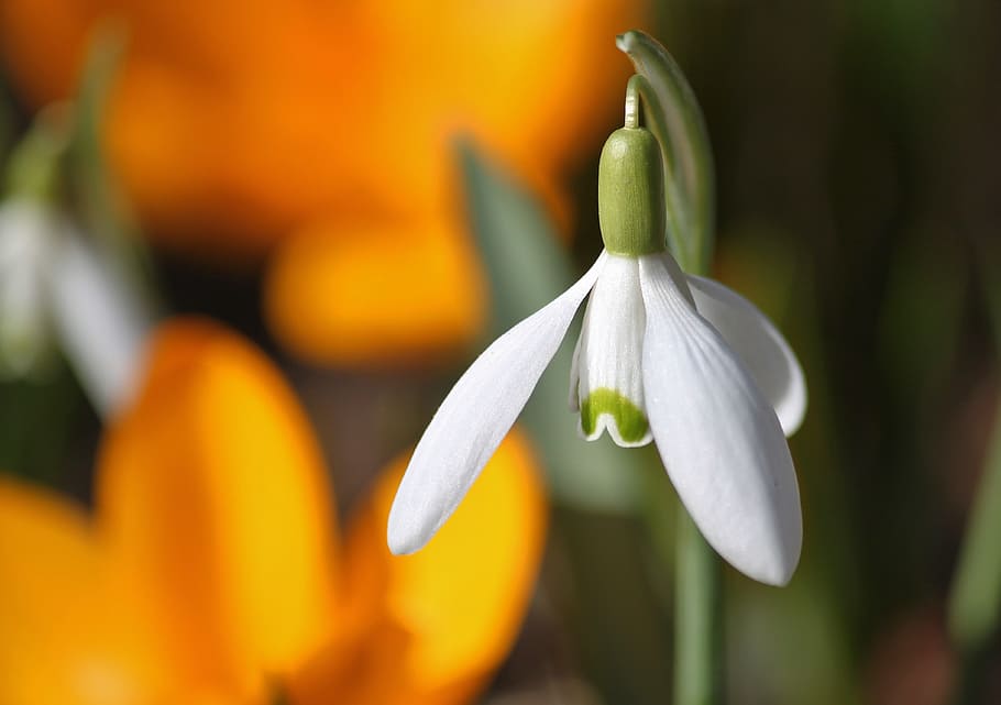 closeup, photography, white, snowflake flower, snowdrop, blossom, bloom, flowers, flower, spring
