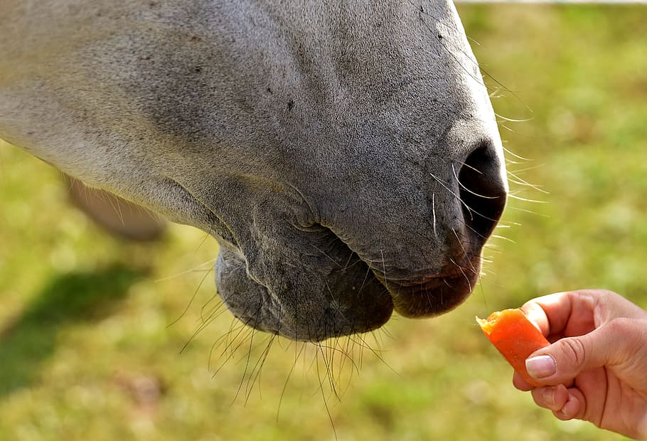 person, holding, orange, food, mold, horse, love for animals, eat, carrot,  meadow | Pxfuel