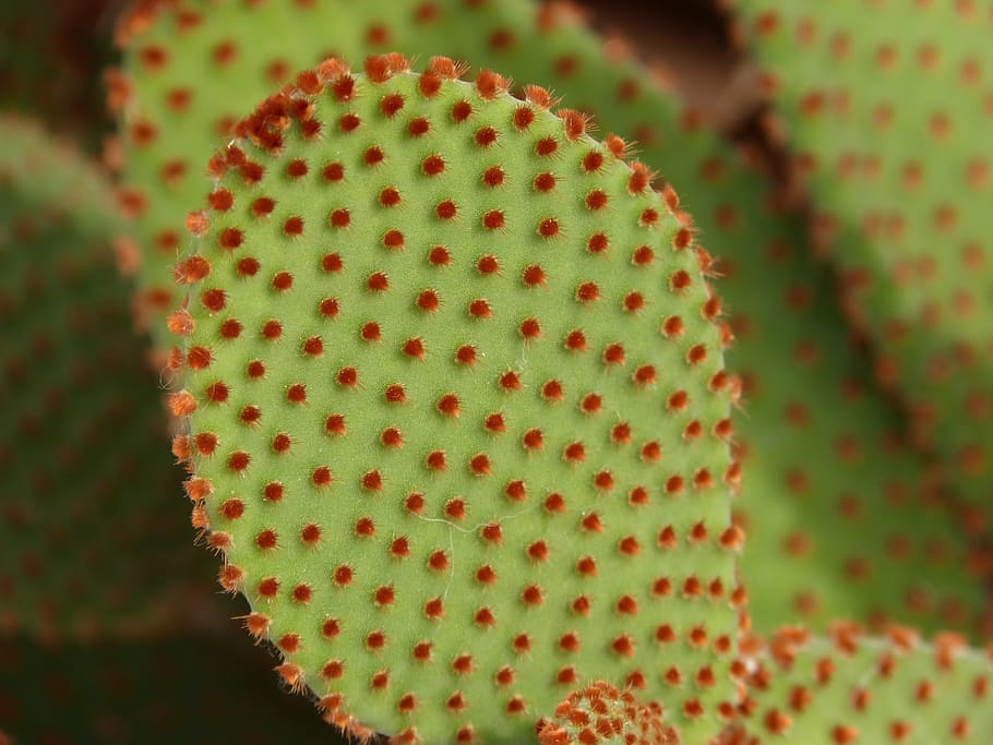 macro photography, green, plant, cactus, red, shovel, close-up, nature, food, day
