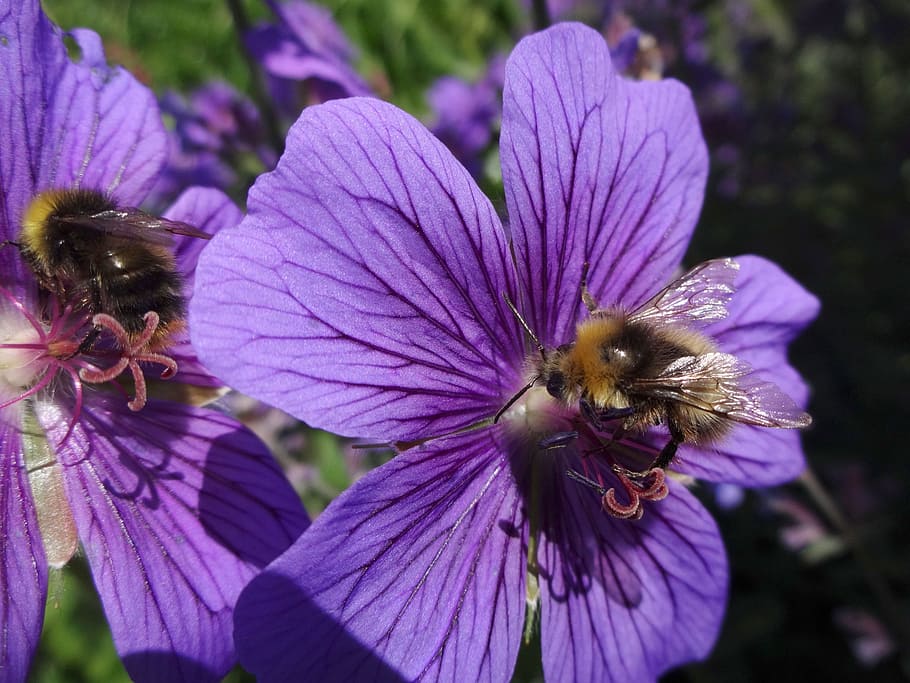bumble bee, honey bee, bees, insect, geranium, purple flowers, purple petals, nectar, flower heads, flower