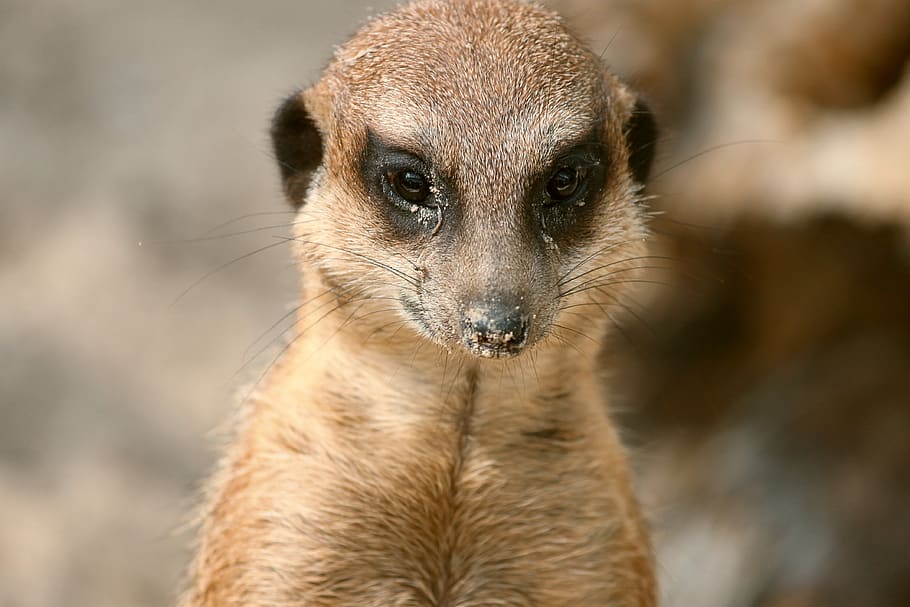 meerkat, mangusto, scharrtier, ausschau, engraçado, observar, guarda, mamífero, ativo, meercat