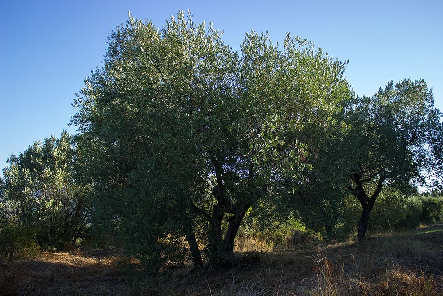 Olive Tree, Agriculture, Italy, Tuscany, olive planting, olive grove, plantation, tree, management, plant