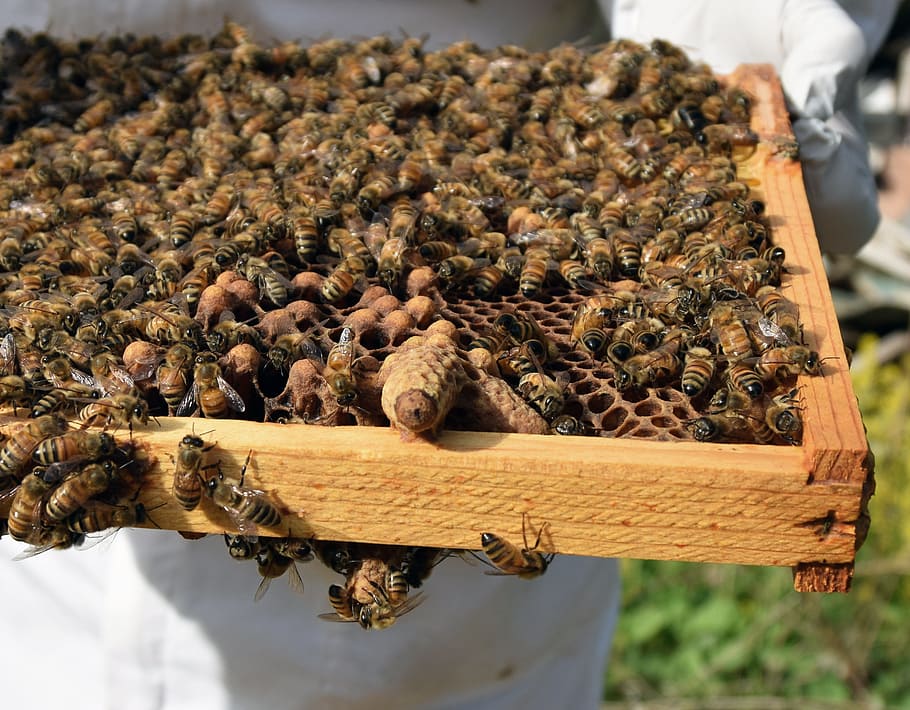 Queen Cell, Capped, Honeybee, sekelompok besar hewan, sarang lebah, serangga, lebah, pemeliharaan lebah, di luar ruangan, tema binatang