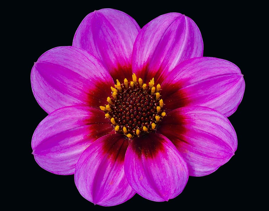 merah muda, bunga dahlia petal tunggal, dahlia, bunga, kepala, daun bunga, latar belakang hitam, kerapuhan, kepala bunga, alam