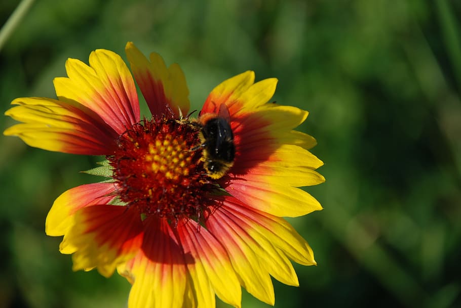 Bumblebee, Bunga, Daun, Alam, Mekar, cantik, makro, warna-warni, kuning, musim panas