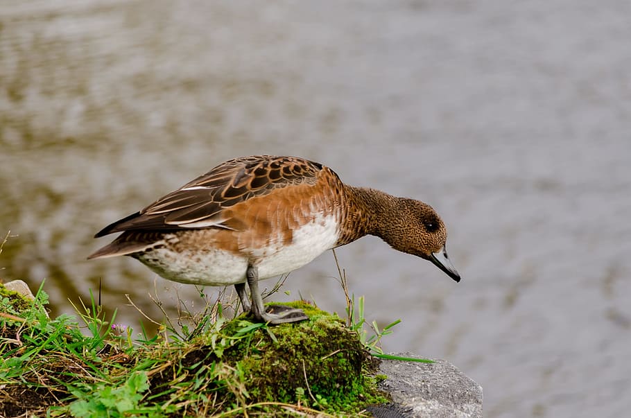 アヒル 鳥 マガモ 水鳥 茶色の鳥 羽 カム 動物 フィンランド語 1匹の動物 Pxfuel