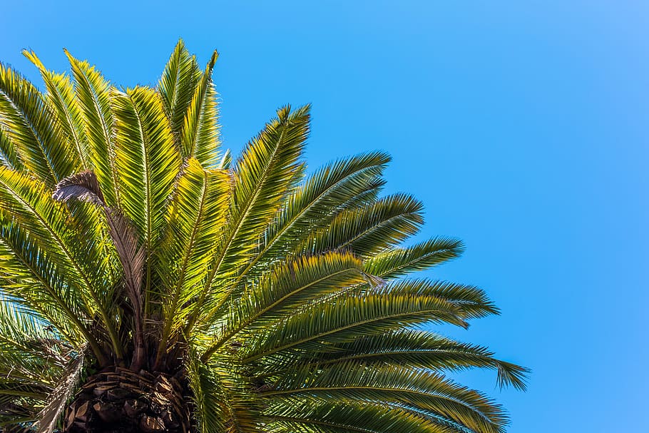 vista para palmeira, claro, céu, palmeira, vista para árvore, de baixo, praia, azul, sem nuvens, folhas
