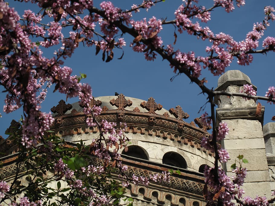 Metaxourgeio, Athens, Greece, dome, cathedral, behind, flowering, tree, building exterior, plant