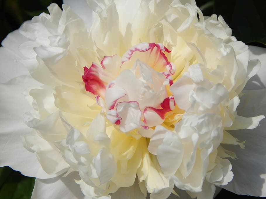 white flower, Peony, Flower, Blossom, Bloom, Spring, nature, close-up, mixing, food