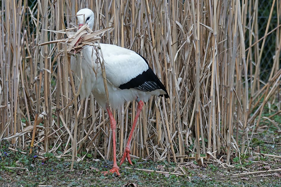 White Stork, Rattle, rattle stork, adebar, nest building, storchennest, large beak, pride, animal portrait, bird