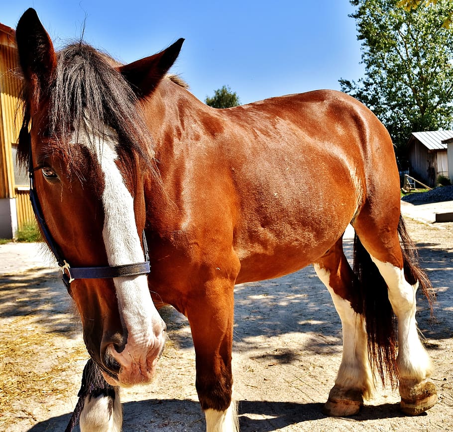 caballo marrón, caballo de condado, caballo, caballo grande, paseo, reinstalación, acoplamiento, prado, animal, fotografía de vida silvestre