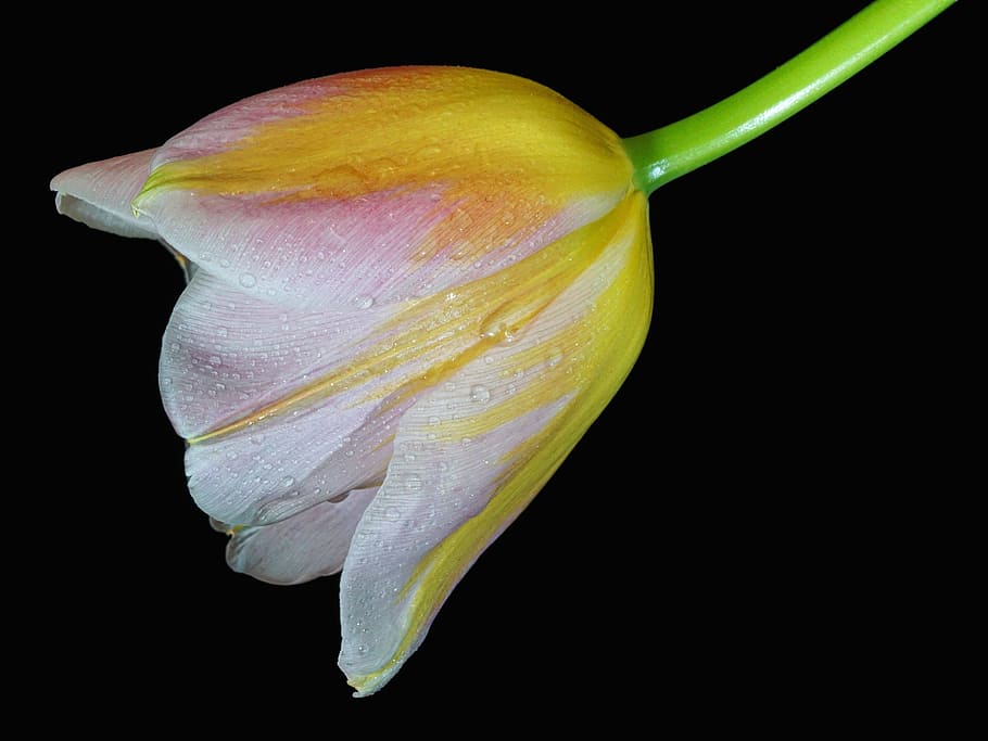 yellow, pink, tulips, closeup, photography, tulip, cup, macro, flower, nature