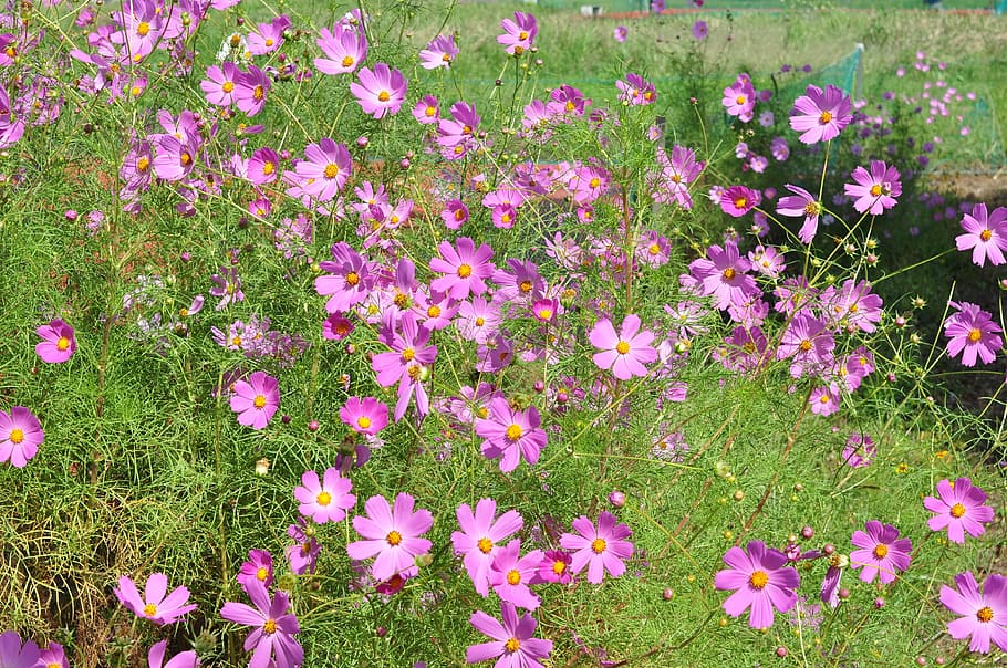 cosmos, flower, plant, fruit, plants, flowering plant, freshness, pink color, beauty in nature, fragility