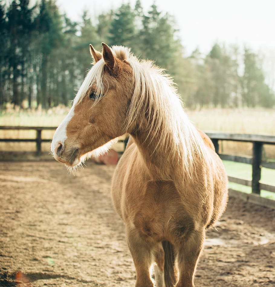 horse, animal, brown, fence, farm, trees, woods, forest, snout, mammal