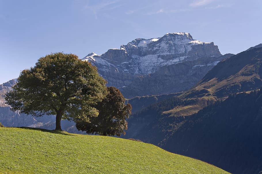 アルプス, スイス, 山, 風景, 高山, 自然, 空, パノラマ, 植物, 自然の美しさ