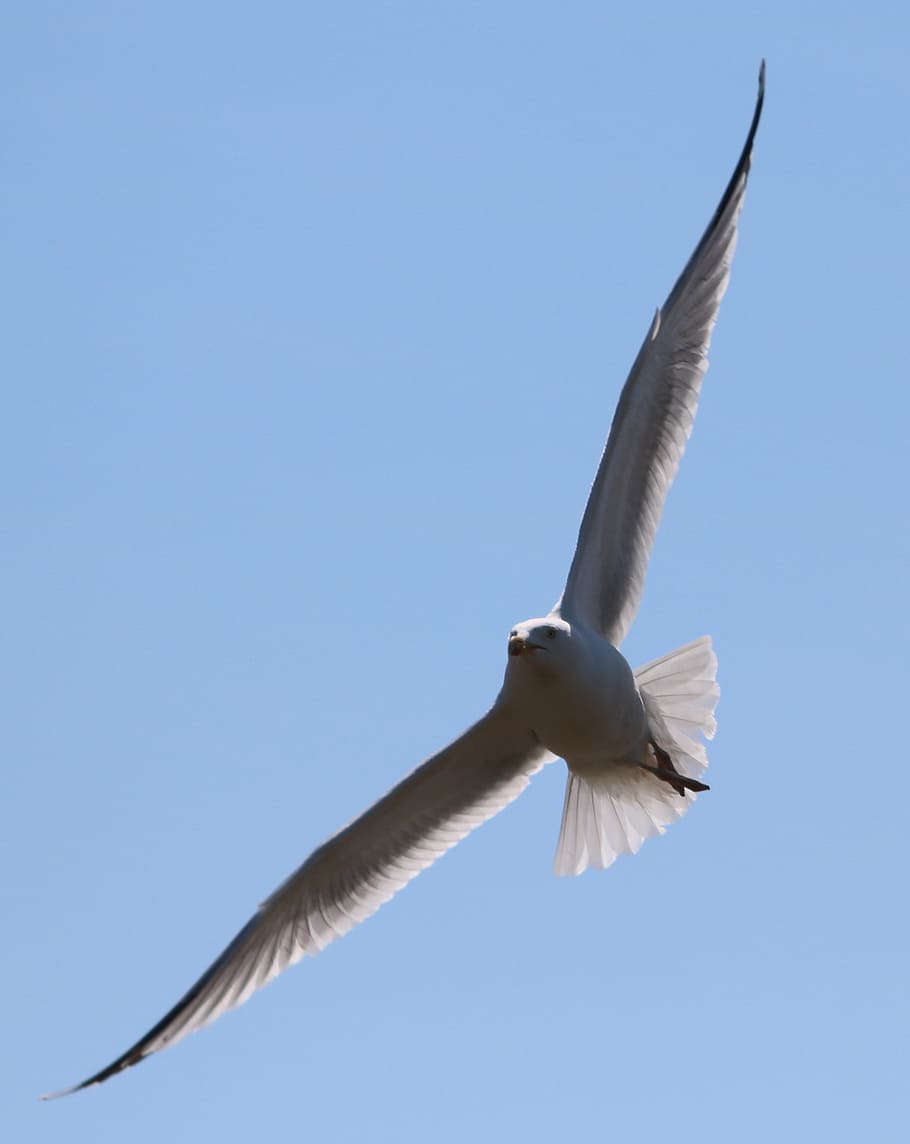 seagull, flying, bird, in flight, sky, nature, gull, fly, flight, seabird