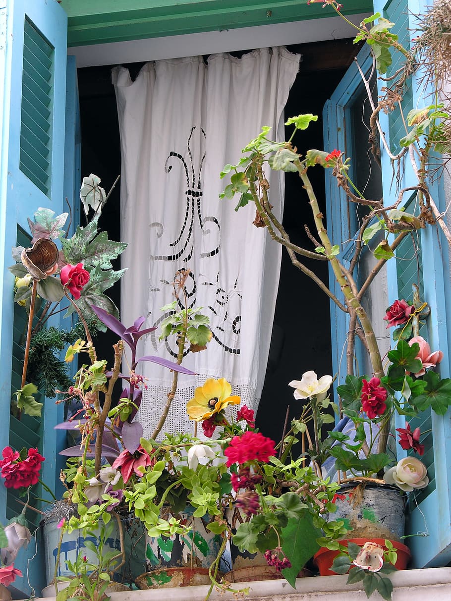 Window, Plants, Colors, blue, open window, flower, plant, leaf, day, architecture