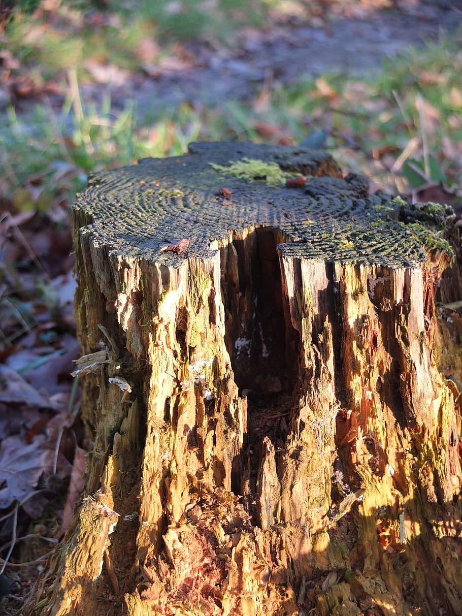 Tree Stump, Tree Trunk, Sawed Off, tree, decay, decomposition, wood - material, day, outdoors, nature