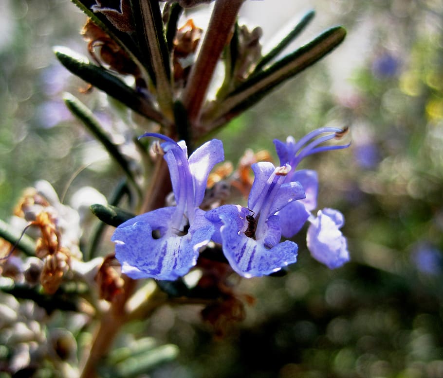 flower, purple, blue, rosemary, herb, dainty, delicate, tiny, orchid-like, stalk