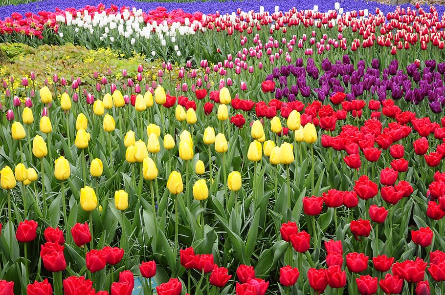 tulip, amsterdam, keukenhof, colorful, garden, flora, holland, display, flower, flowering plant