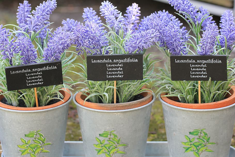 three, purple, lavender, flowers, grey, pots, flower, plant, lavender flower, nature
