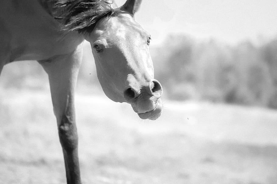 fun, horse, close up, playing, eyes, nostrils, ears, mouth, equine, monochromatic