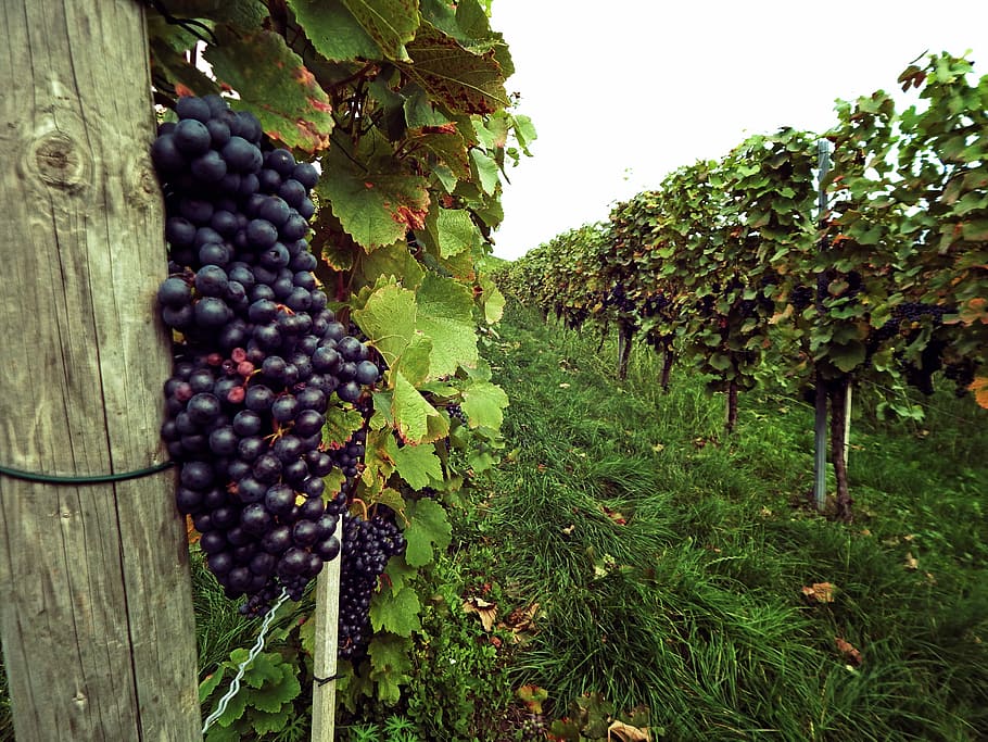 Grapes, Vine, Germany, Wine, autumn, plantation, fruit, agriculture, grape, food and drink