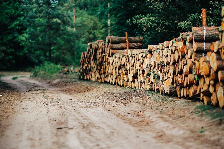 wood trunks wall, Wood, trunks, Wall, wooden, autumn, fall, lumber Industry, stack, wood - Material