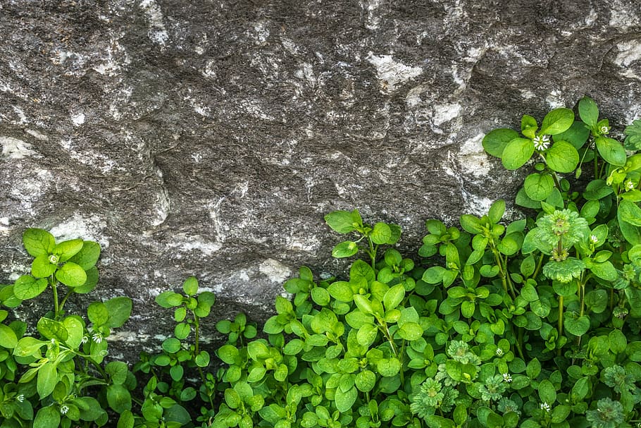 ovate leaf plant, gray, rock formation, plants, hwalyeob, leaf, nature, stone, rock, stone wall