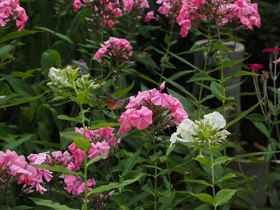 fotografía macro, blanco, rosa, flores de adelfa, phlox, plantas herbáceas enclavadas, polemoniaceae, planta ornamental, colibrí, halcón